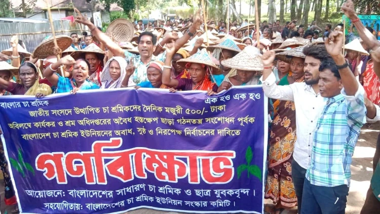 শ্রীমঙ্গলে চা শ্রমিকদের বিক্ষোভ, ৫০০ টাকা মজুরির দাবি