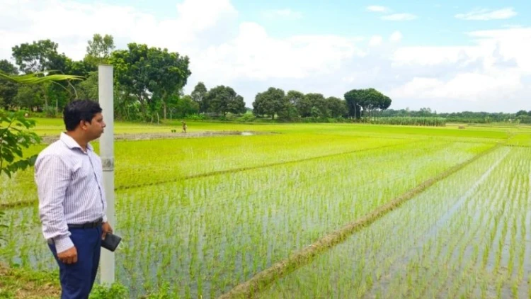 আমনের চারা রোপণে ব্যস্ত নলডাঙ্গার কৃষকেরা