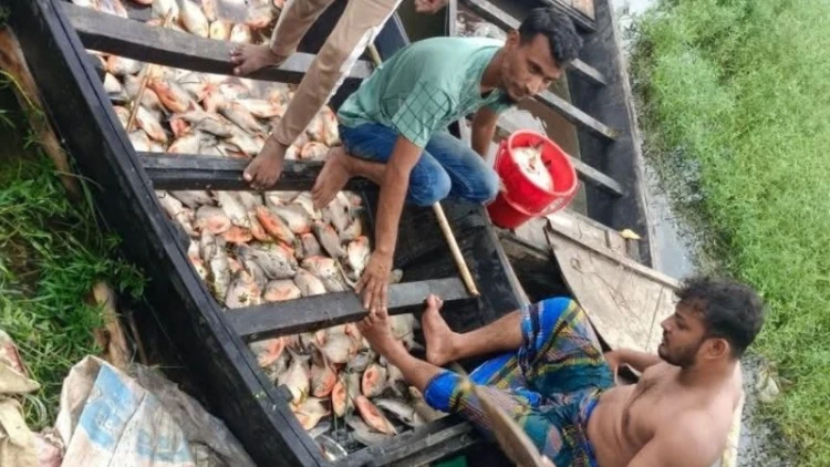 বন্দরে পুকুরে বিষ প্রয়োগ করে লক্ষাধিক টাকার মাছ নিধন
