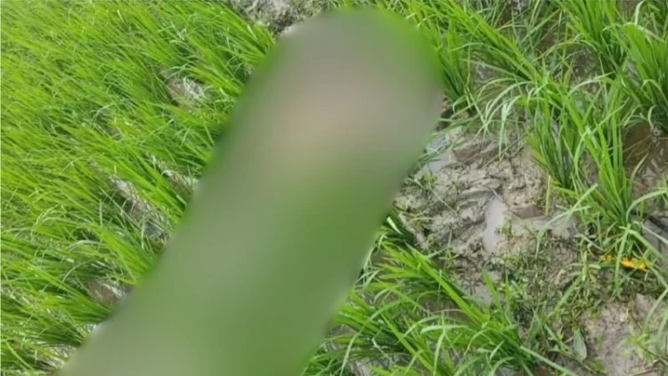 মাগুরায় ট্রান্সফরমার চুরি করতে গিয়ে যুবকের মৃত্যু