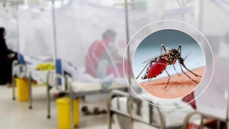 ডেঙ্গুতে আরও ৭ জনের মৃত্যু, ২৪ ঘণ্টায় হাসপাতালে ভর্তি ১৭৫৩