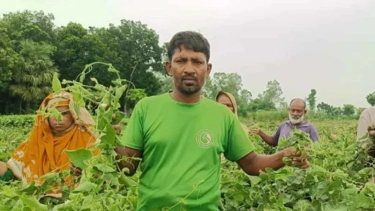 ১২ বিঘা জমির পটলগাছ কেটে দিলো দুর্বৃত্তরা