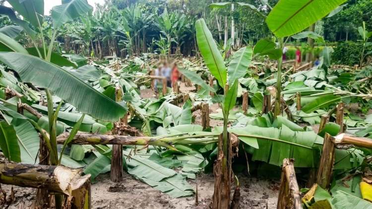 জয়পুরহাটে রাতের আঁধারে  ৭০০ কলাগাছ কেটে দিল দুর্বৃত্তরা