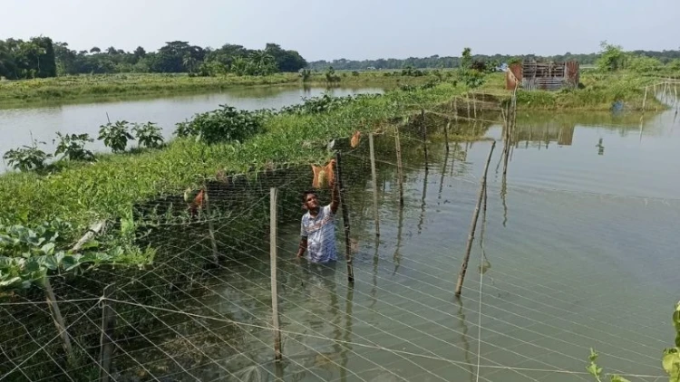 মোরেলগঞ্জে ঘেরে তরমুজ চাষে তরুণ উদ্যোক্তার সফলতা