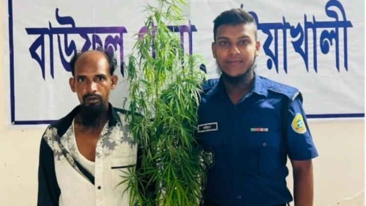বাউফলে বাড়ির আঙিনায় গাঁজা চাষ, আটক ১