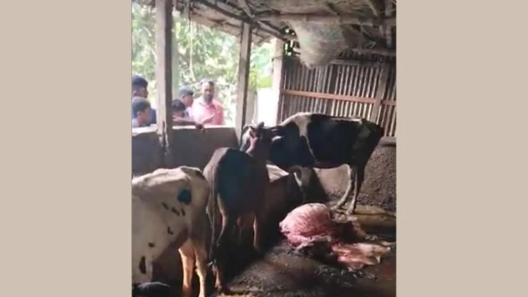 গরু চুরির নতুন কৌশল: খামারেই গরু জবাই করে মাংস নিয়ে গেল চোরচক্র