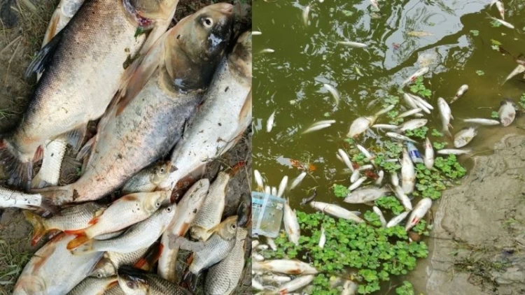 পীরগাছায় পুকুরে বিষ দিয়ে ১৫ মণ মাছ নিধনের অভিযোগ