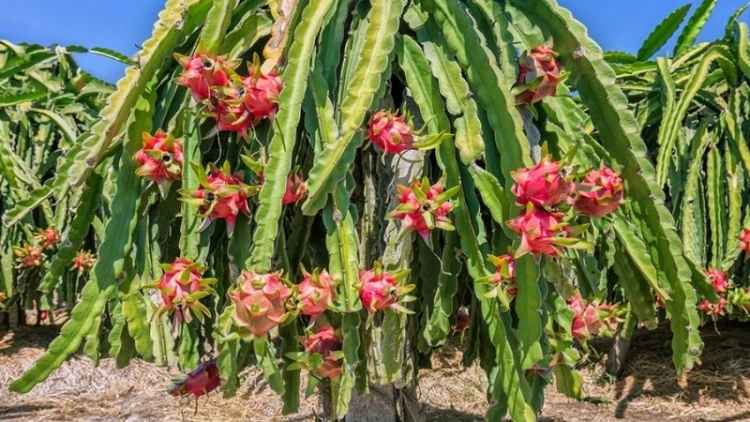 গোপালগঞ্জে বাড়ছে ড্রাগন ফলের চাষ