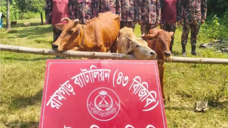 মিরসরাই সীমান্তে বিজিবির অভিযানে ৩টি ভারতীয় গরু জব্দ