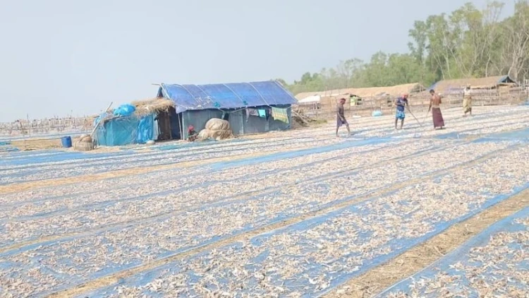 ৩০ অক্টোবর থেকে দুবলার চরে শুঁটকি উৎসব শুরু